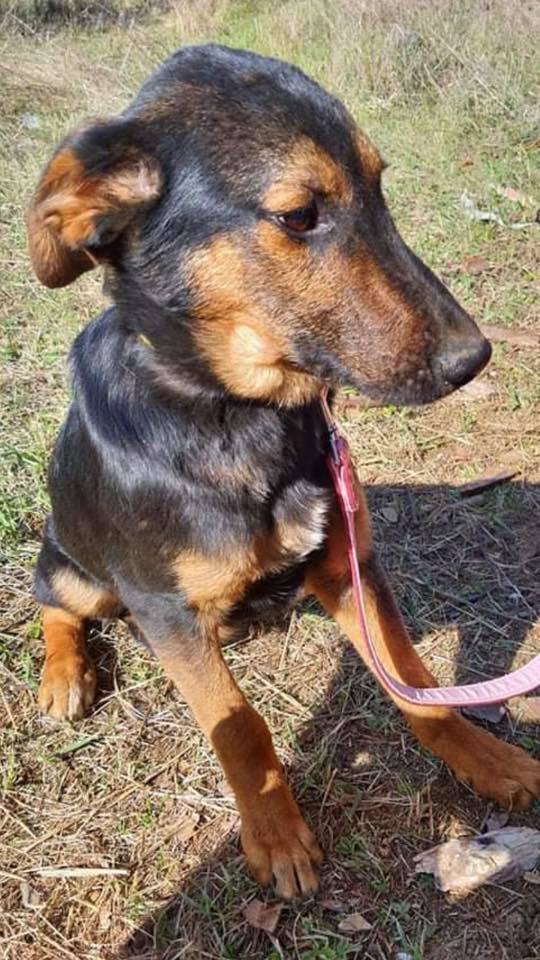 eeremiah-rescue-center-of-animals-unsere-hunde-vihren-03