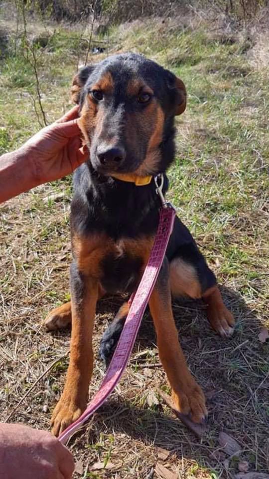 eeremiah-rescue-center-of-animals-unsere-hunde-vihren-04