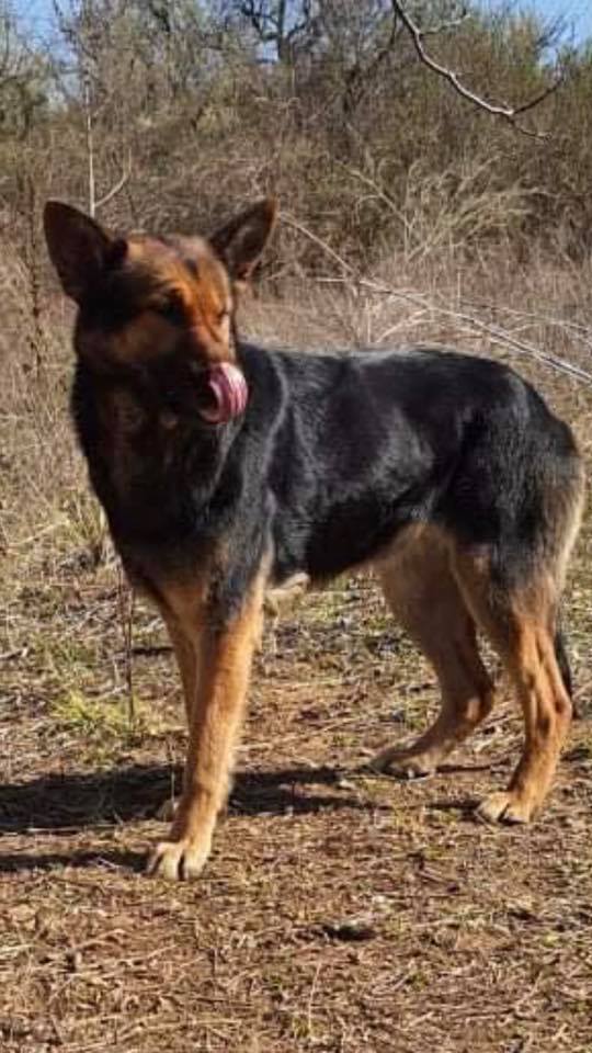 eeremiah-rescue-center-of-animals-unsere-hunde-vihren-05