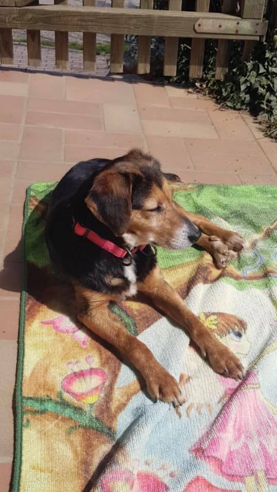 eeremiah-rescue-center-of-animals-unsere-hunde-zara-07