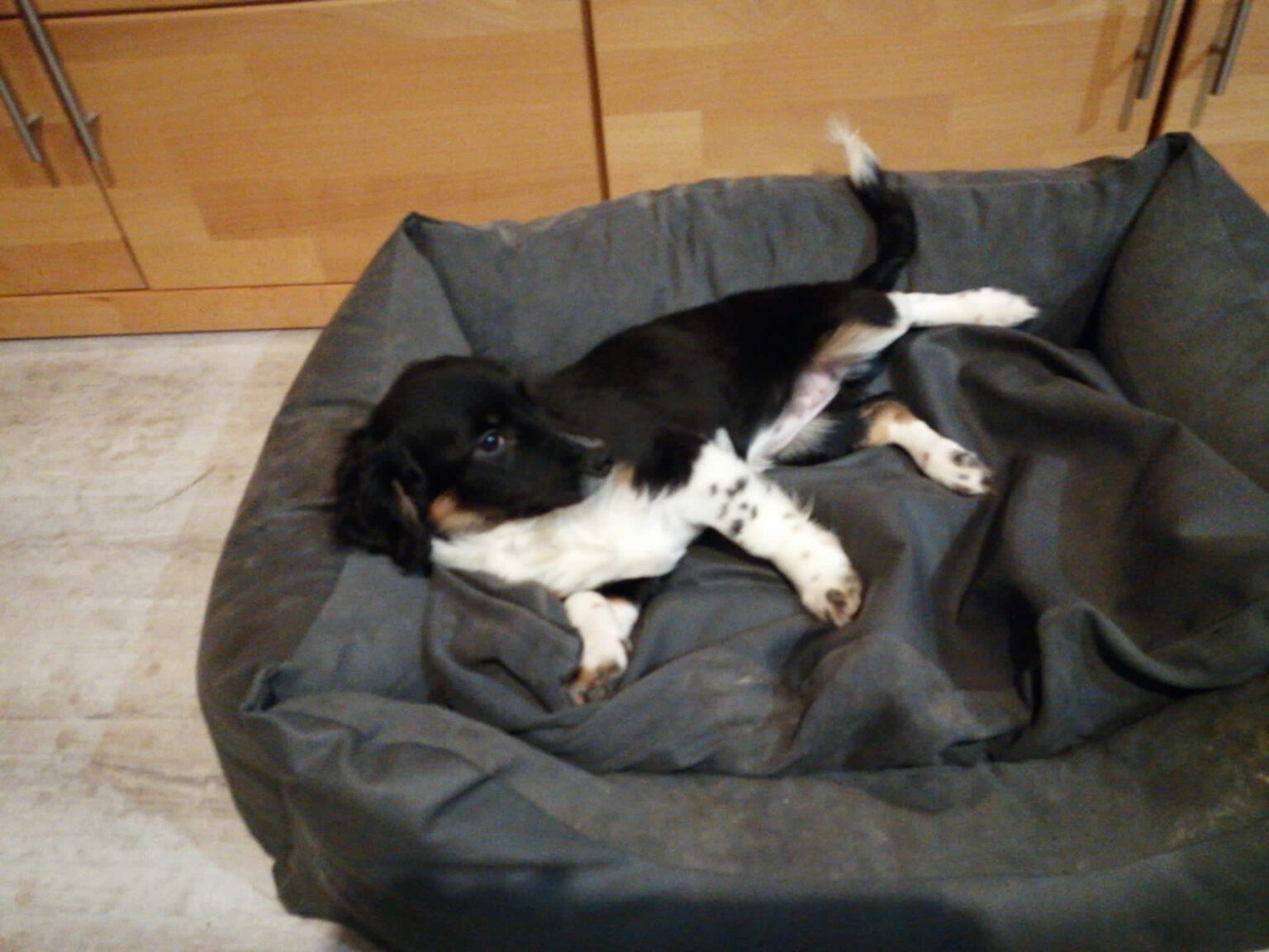 Rouzi - Sky - Eeremiah Rescue Center Of Animals